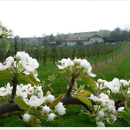 Appartement Weingut Ringwald à Herbolzheim Extérieur photo
