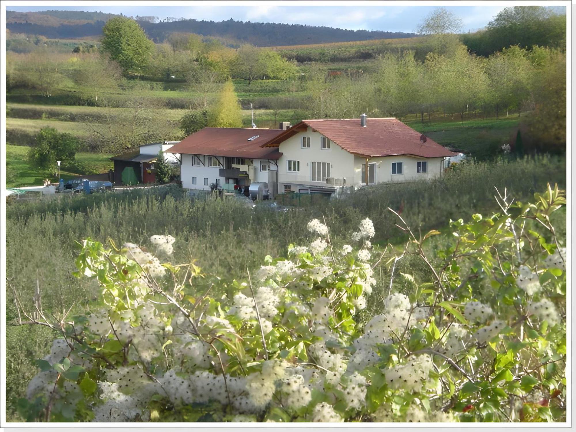 Appartement Weingut Ringwald à Herbolzheim Extérieur photo